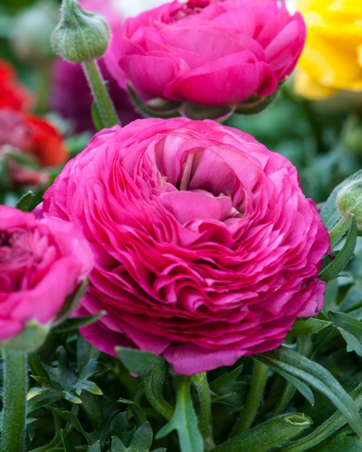 RANUNCULUS (ISKERNÍK) PINK 100 ks